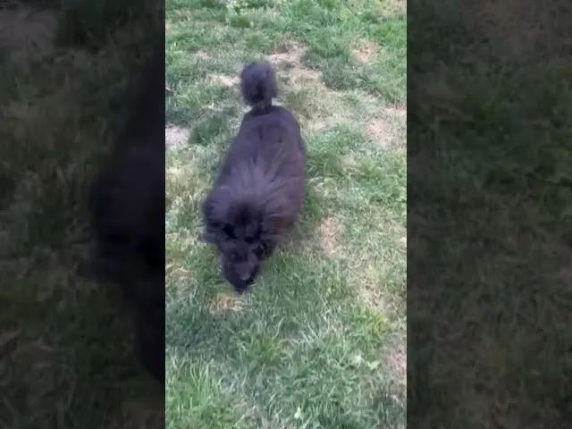 Small dog in a pet carrier being transported
