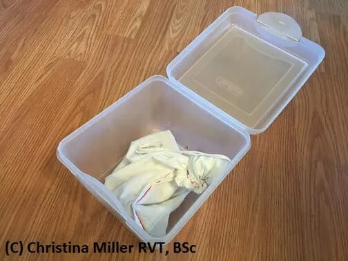 Small juvenile corn snake in a plastic container with a towel