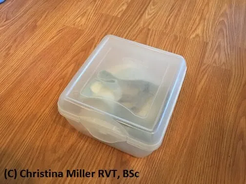 Small juvenile corn snake resting comfortably in a plastic container