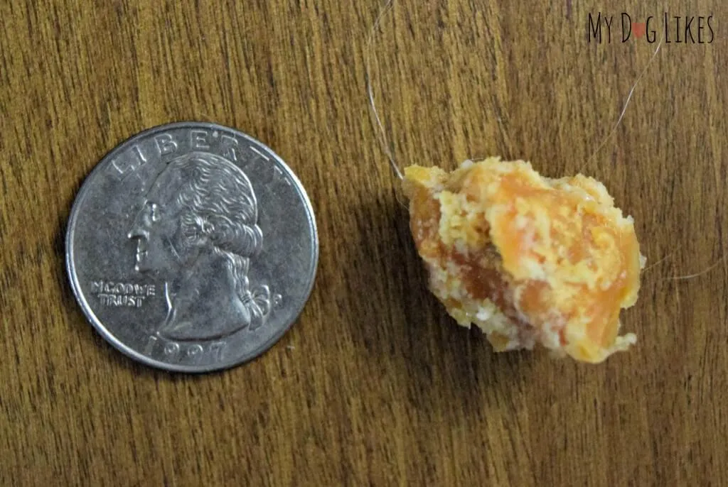 Small piece of Himalayan Dog Chew before microwaving