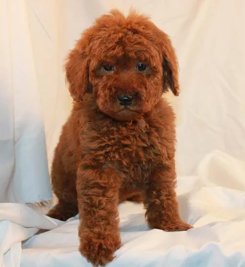 Small Poodle Puppy