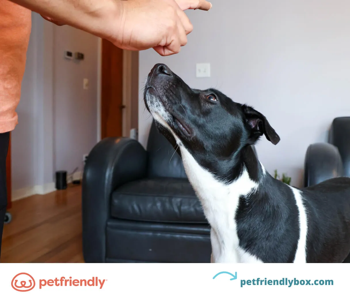 Small puppy practicing the 'stay' command with focus, a crucial basic puppy trick for obedience training.