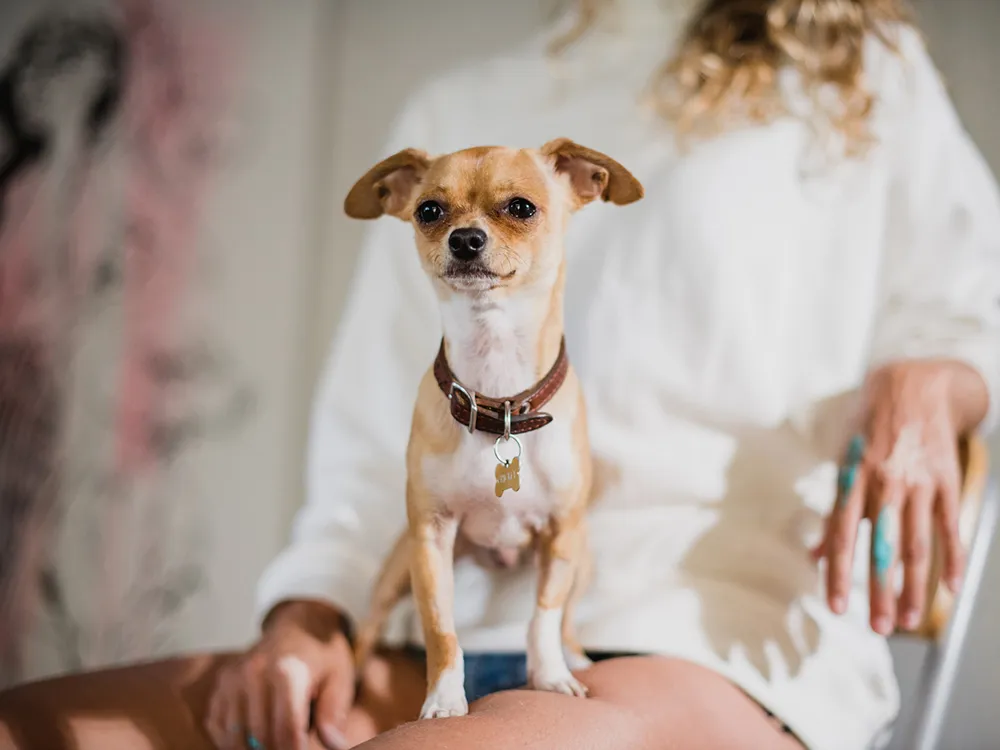 Small tan dog sitting protectively on a woman's lap, demonstrating overprotective dog behavior.