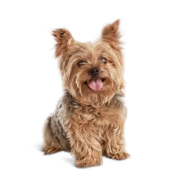 Small Yorkshire Terrier looking fresh after a professional grooming session