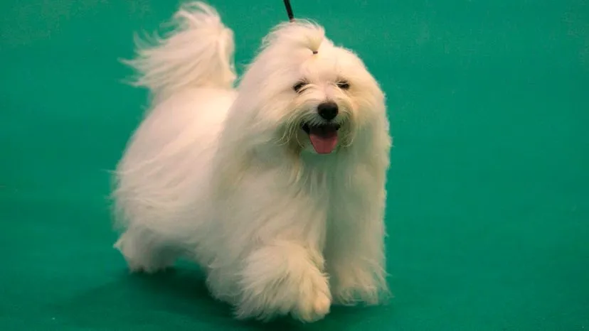 Smiling Coton de Tulear, a fluffy white non-shedding Royal Dog of Madagascar
