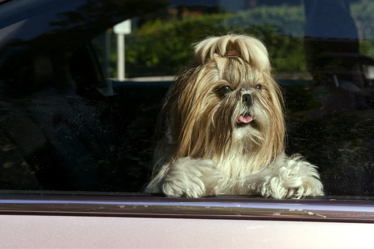 Smiling Shih Tzu with flowing hair, a loving and social small dog breed for families with young children