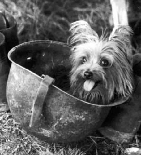 Smoky the Yorkshire Terrier peeking out of a soldier's helmet from Yank magazine during WWII