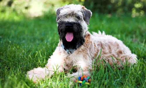 Soft Coated Wheaten Terrier, an exuberant medium dog with a distinctive wheaten, low-shedding coat