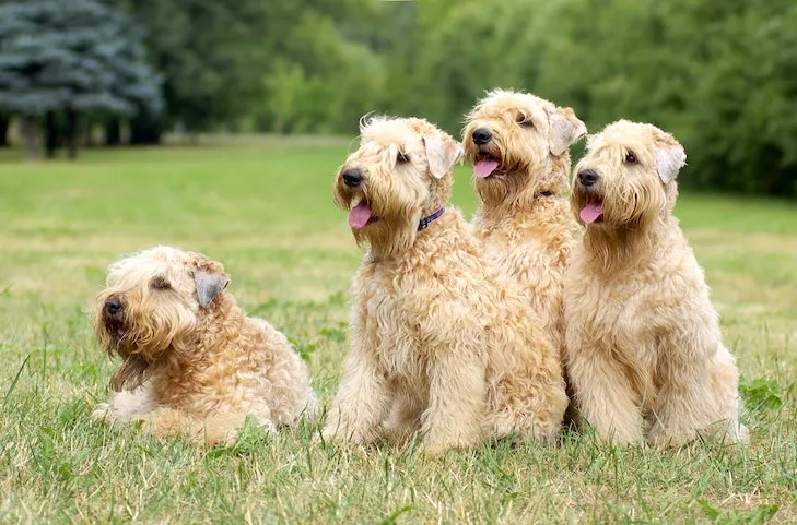 Soft Coated Wheaten Terriers together in the grass, illustrating their distinctive soft, wavy, low-shedding coats.