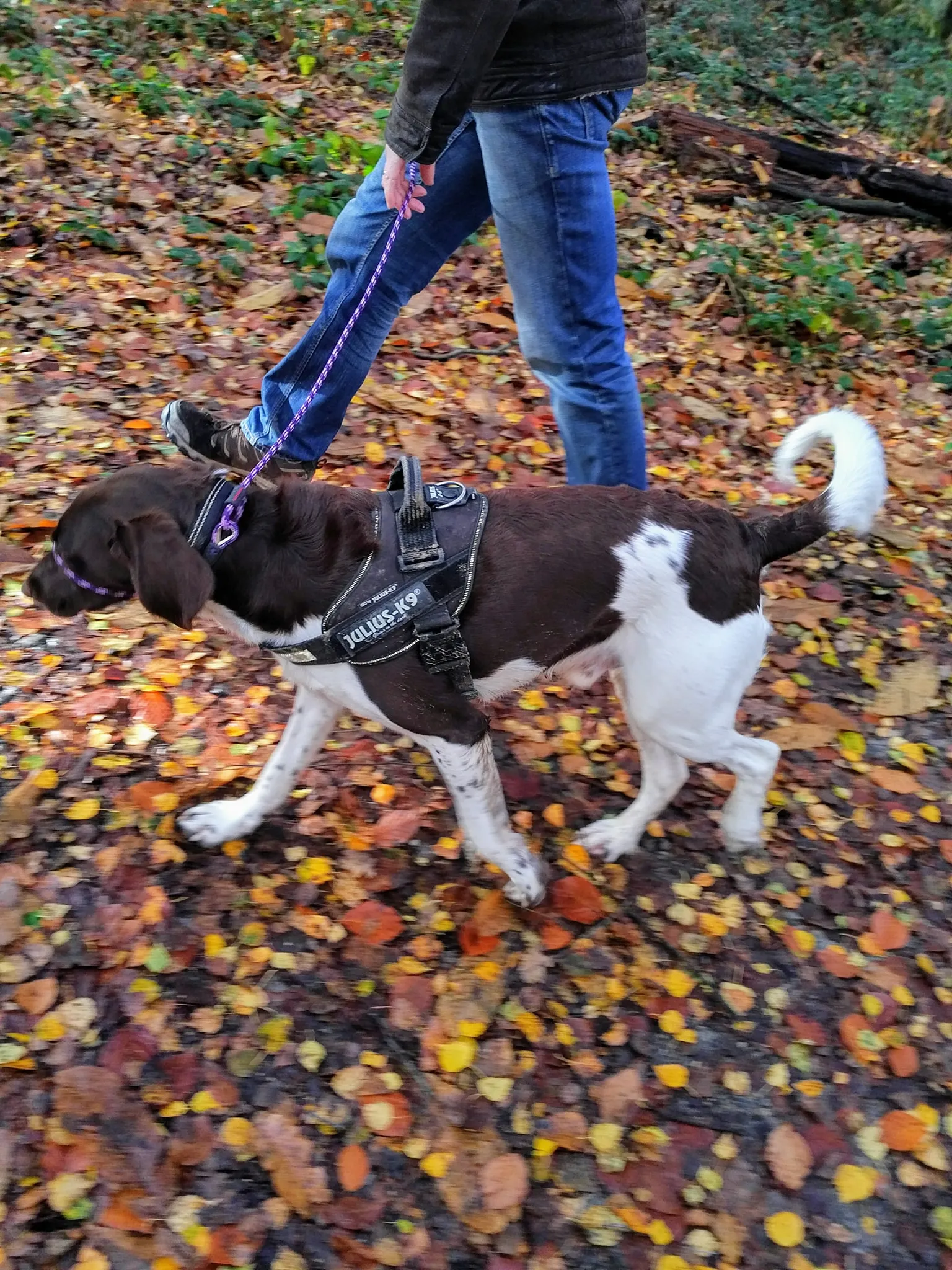 Solo, a Springer Spaniel, enjoying an outdoor adventure facilitated by Daily Dog Digs' staff guidance