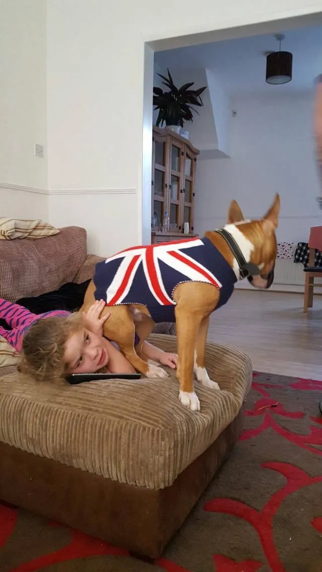 Sonny, a young Miniature Bull Terrier pup, settling into his new home
