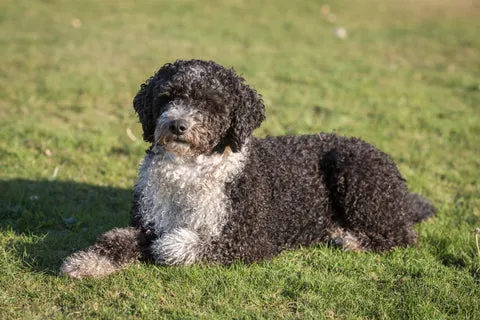 Spanish Water Dog with distinctive corded or curly coat looking attentive
