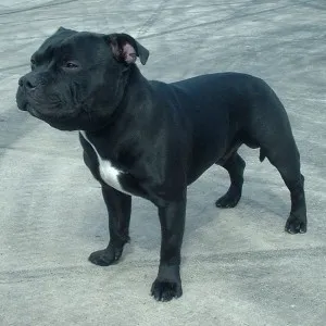 Staffordshire Bull Terrier