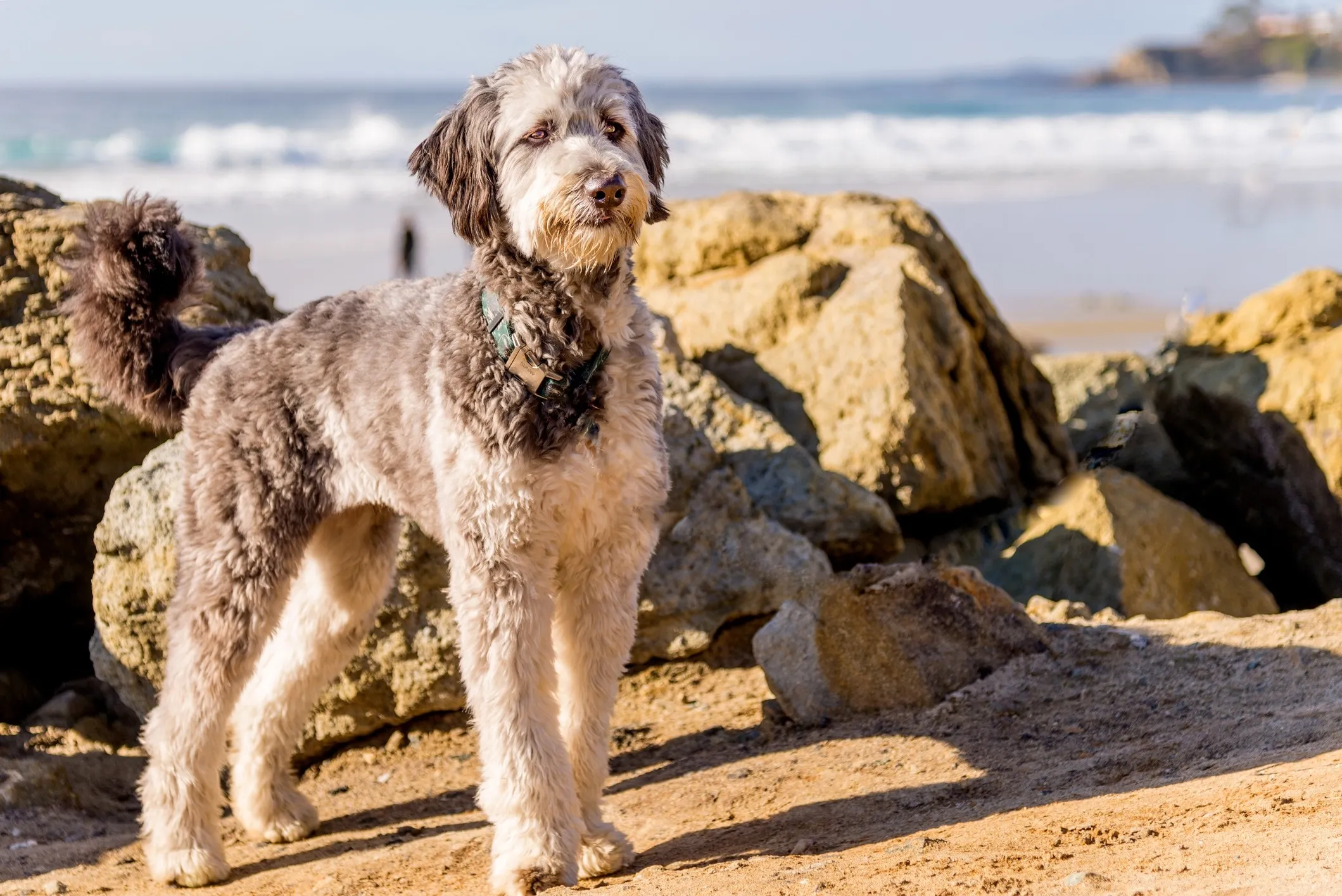 Standard Aussiedoodle dog standing on a beach, an intelligent and energetic medium-sized dog that sheds minimally