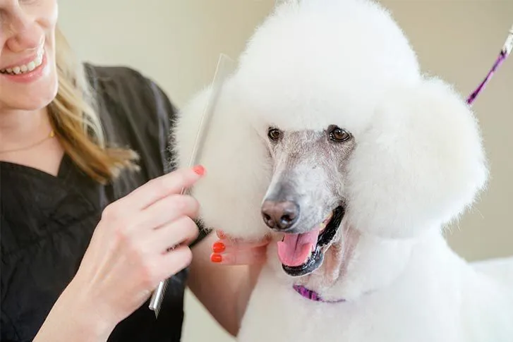 Standard Poodle being professionally groomed.