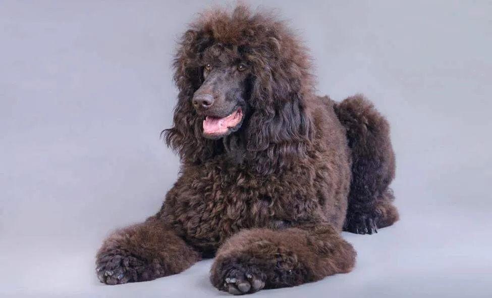 Standard Poodle standing elegantly