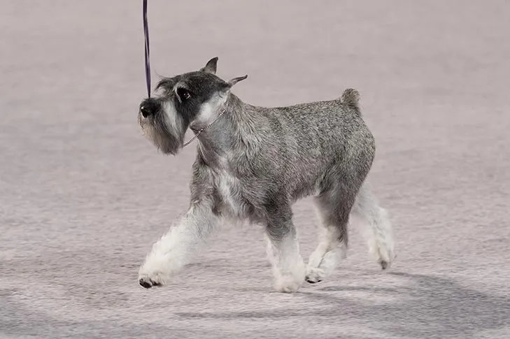 Standard Schnauzer at the AKC National Championship, showcasing its distinguished wiry, low-shedding coat and alert, intelligent expression.