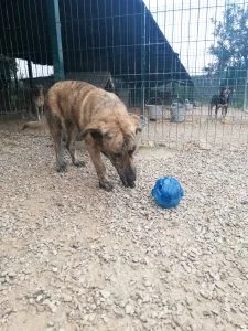 Star the dog with a Kong treat ball