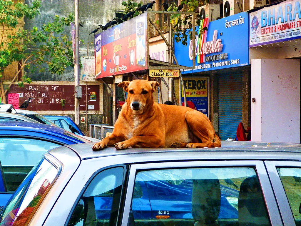 Stray dog comfortably resting on a car roof, illustrating the common issue of dogs climbing vehicles.