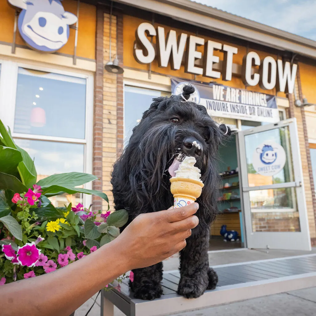 Striking portrait of a Black Russian Terrier savoring a dog-safe whipped cream cone, highlighting the joy of pet-friendly ice cream treats.