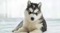 Striking Siberian Husky puppies, full of energy and charm, for sale in Bangalore