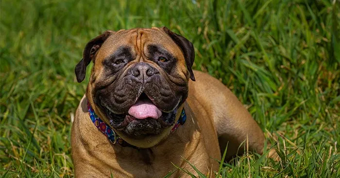 Strong Bullmastiff dog with a gentle expression