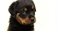 Strong Rottweiler puppies, ideal as guard dogs, available in Bangalore