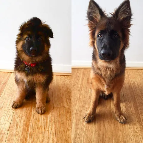 Stunning German Shepherd puppy at 10 weeks growing into a beautiful 6-month-old