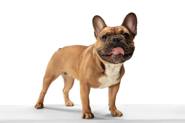 Sturdy Bulldog with characteristic wrinkles, a sweet and devoted dog breed for homes in India