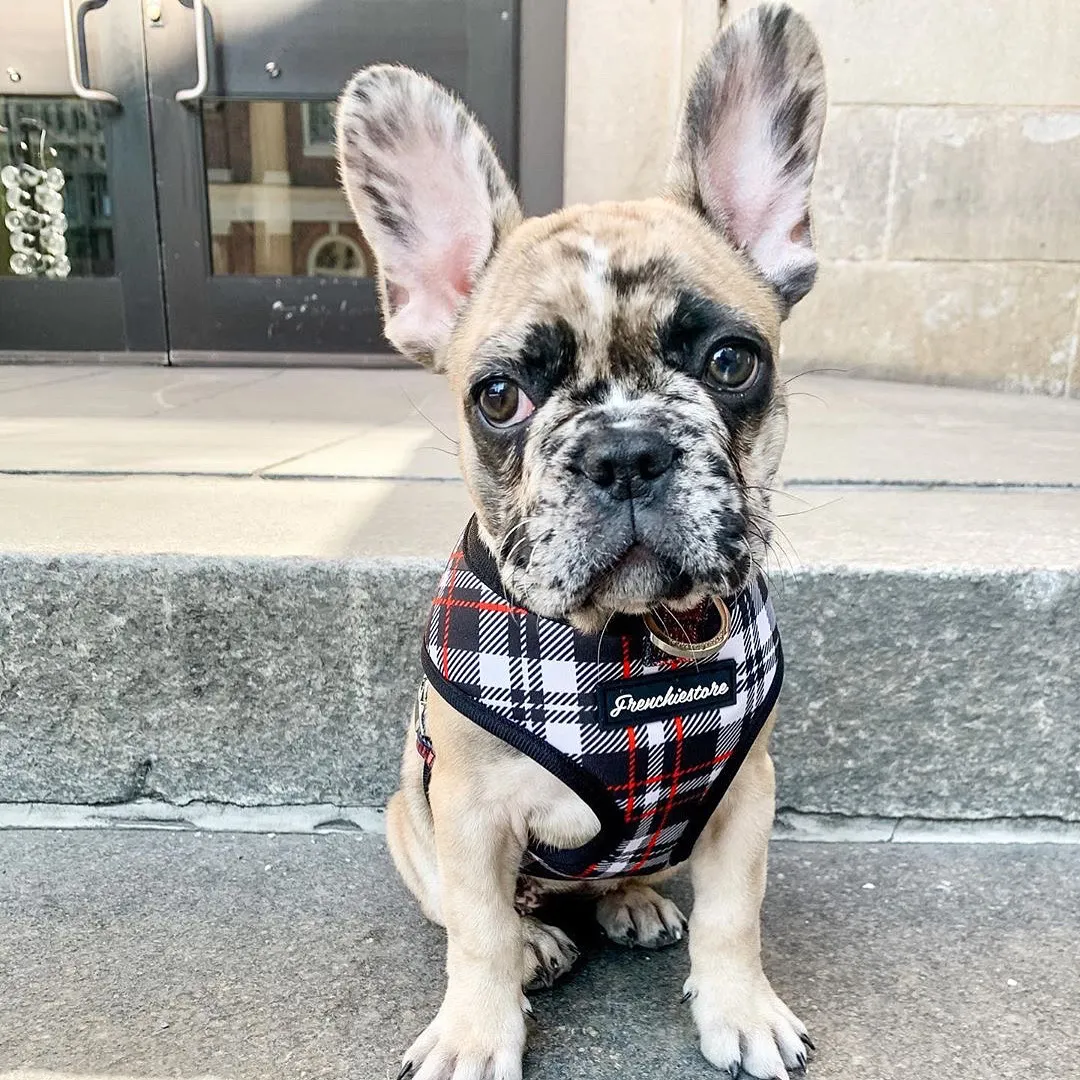 Stylish French Bulldog wearing a tartan reversible harness, showcasing breed-specific accessories that support their unique physical needs, a factor responsible breeders consider for French Bulldogs reproduction.
