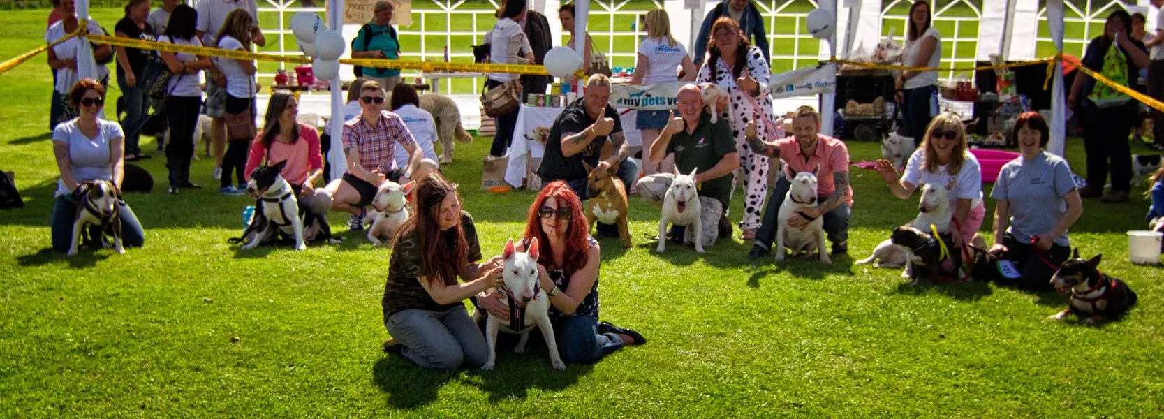 Successful Miniature Bull Terrier adoptions in the UK