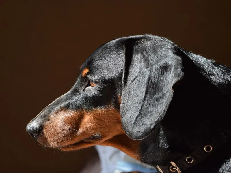 Sun shining on a dog that has a shiny coat while looking outside