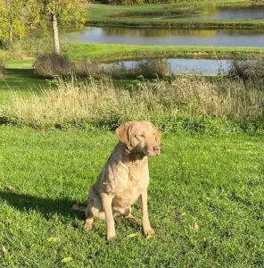 Sweet and working female Chesapeake Bay Retriever, CK's Running Wild