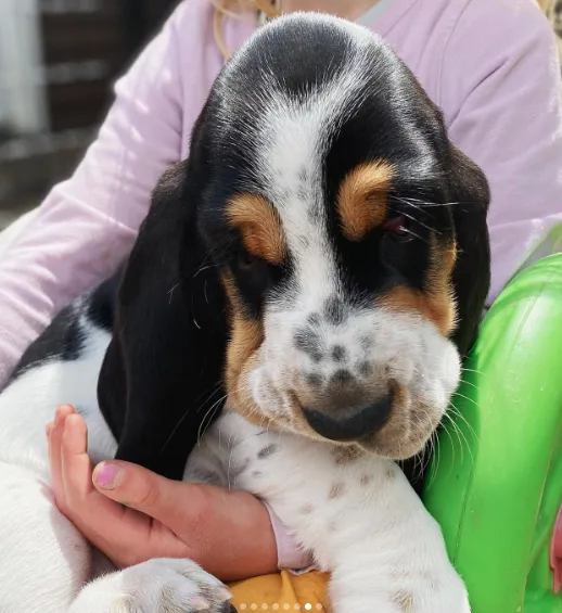 Sweet Basset Hound puppy with floppy ears resting comfortably