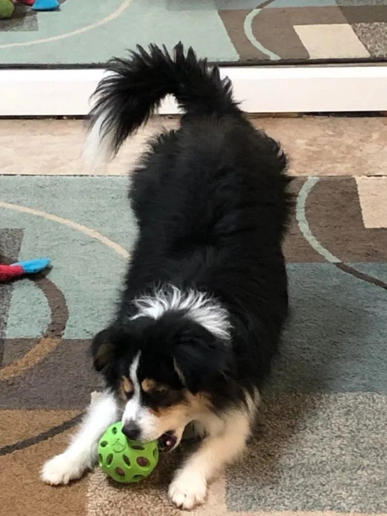 Sweet-faced Mini Toy Aussie puppy with a beautiful, natural tail, looking inquisitively