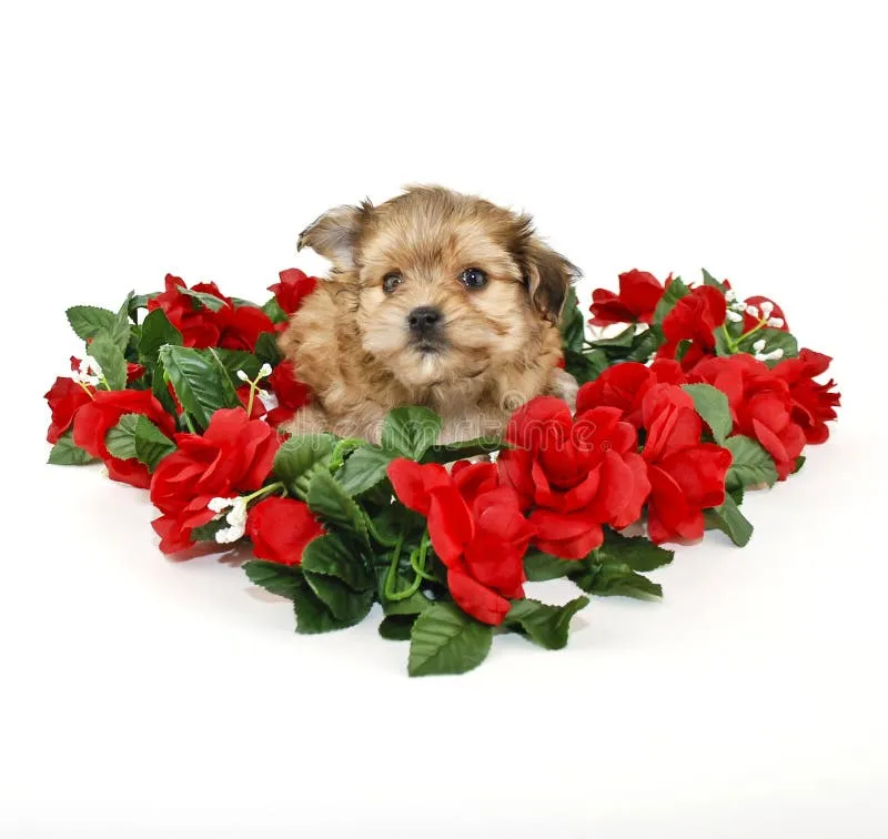 Sweet Yorkie Poo puppy lounging in a heart-shaped bed of red roses