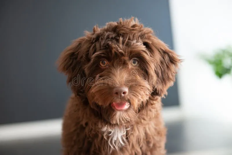 Sweet Yorkie Poo puppy resting peacefully at home indoors