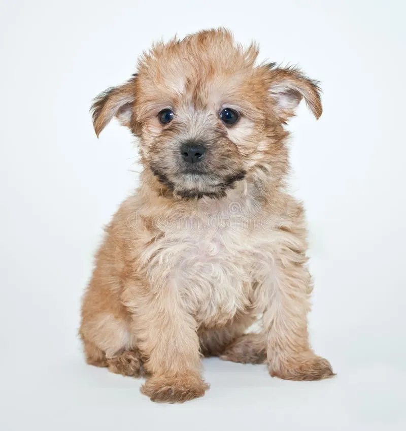 Sweet Yorkie Poo puppy sitting on a pristine white background