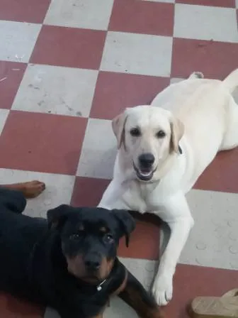Sweety and Ruby, cherished Labrador puppies from our Bangalore kennel, enjoying playtime