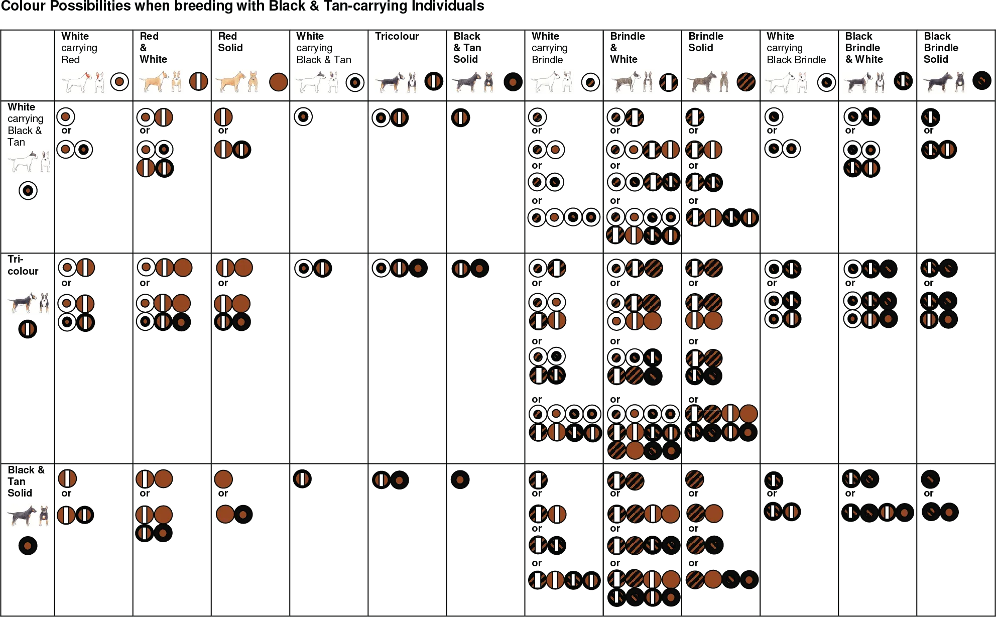 Table 2: Possible offspring colors based on base coat and brindle pattern inheritance