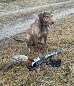 Talented female Chesapeake Bay Retriever, CK's East Dakota, displaying a great disposition