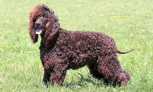 Tall Irish Water Spaniel with curly coat and rat tail