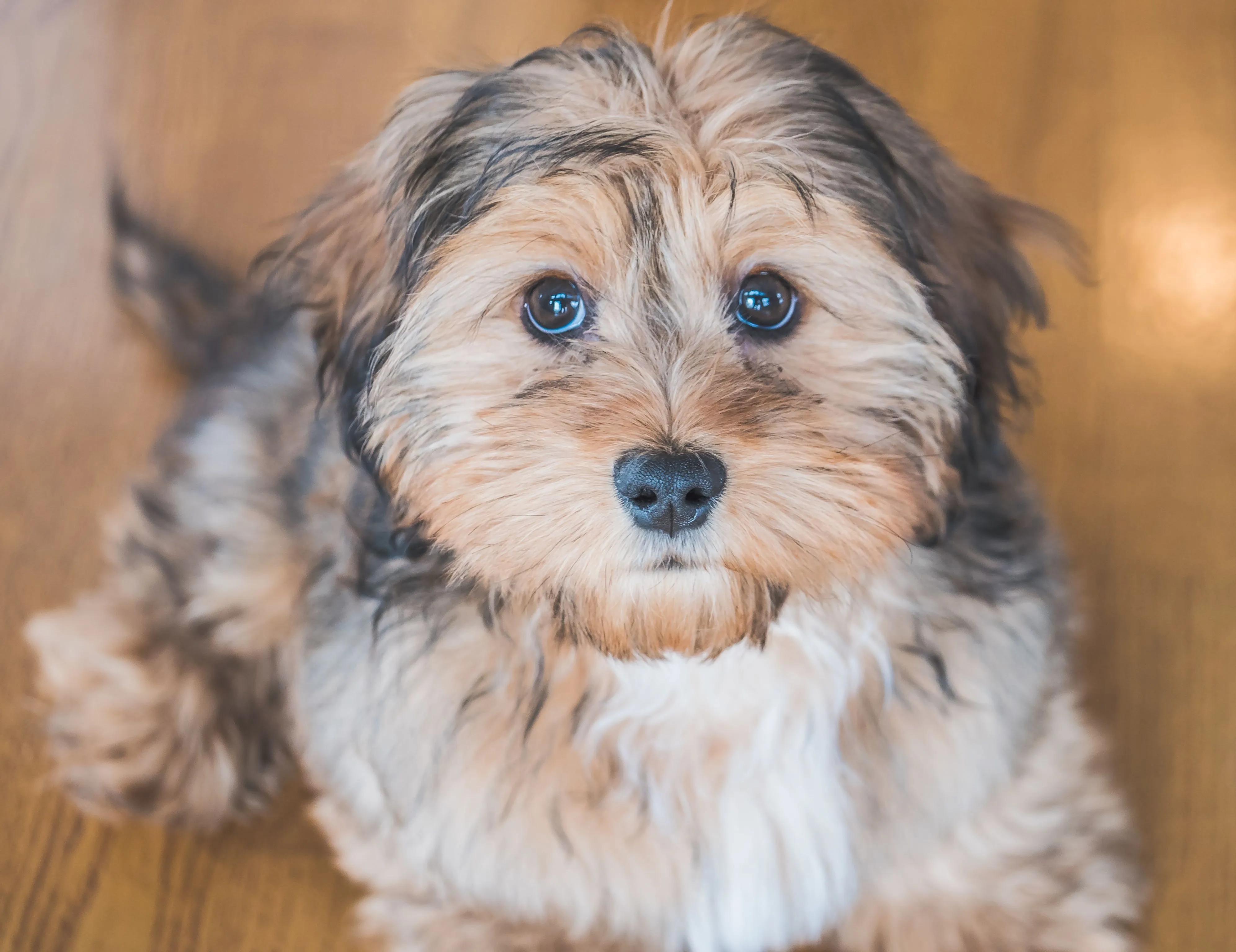 Tan and black Shih-Poo dog's face in a close-up shot, looking cute and inquisitive