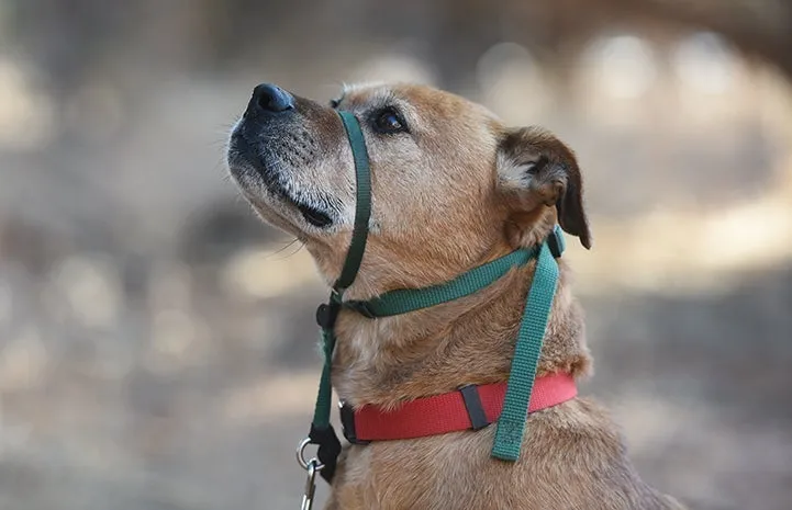 Tan dog with a gentle leader style head halter designed for loose leash walking