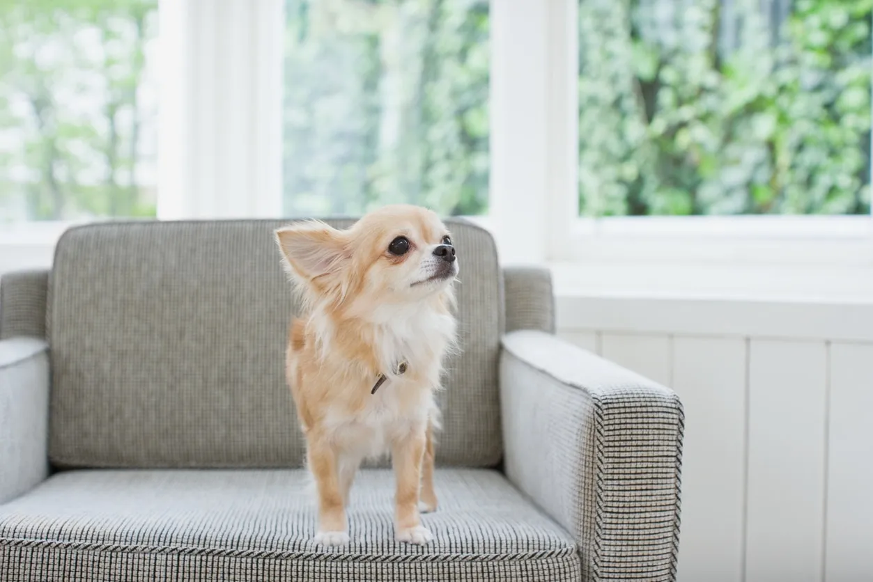 tan longhaired chihuahua standing on an armchair