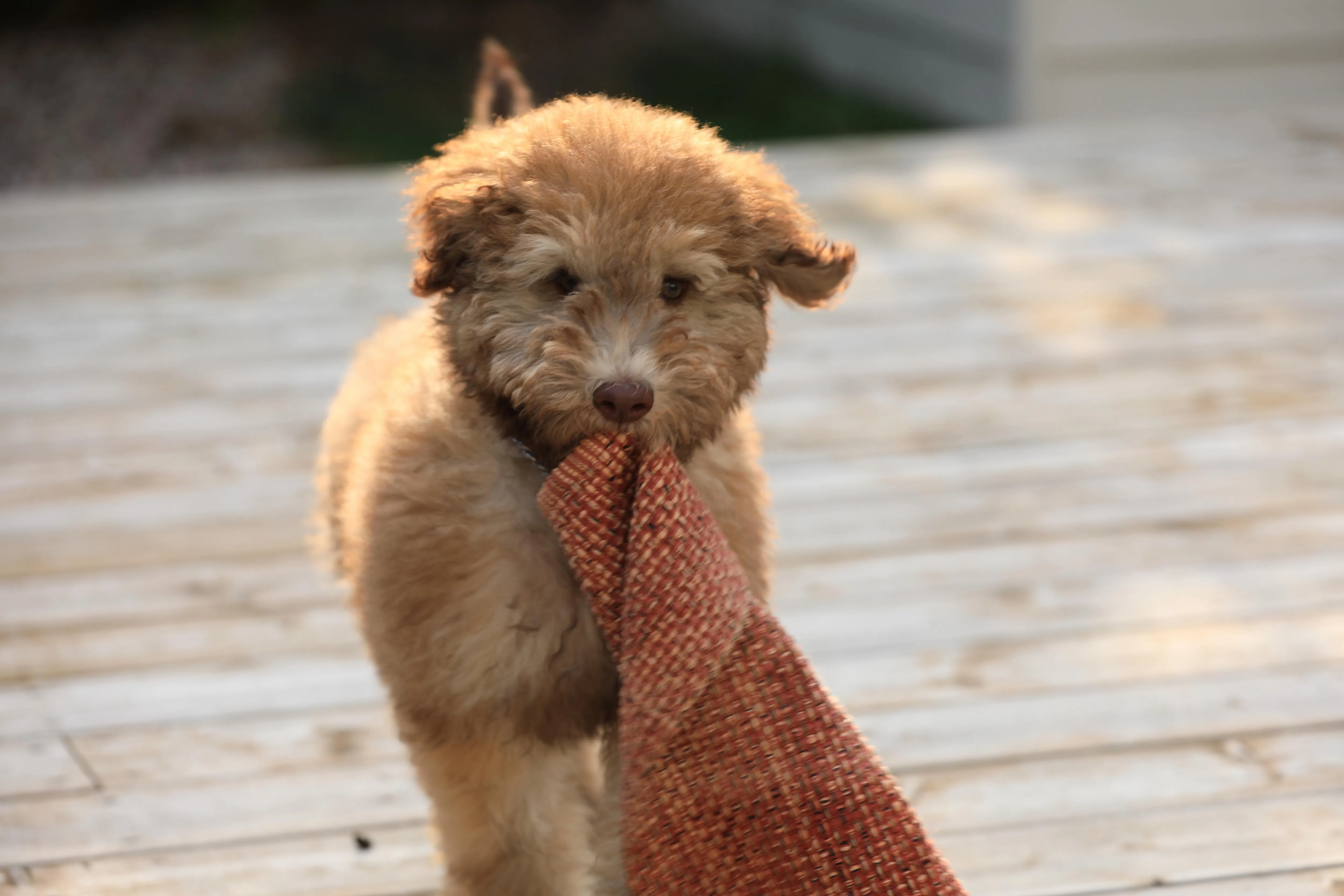Tan Whoodle puppy playfully pulling on a white washcloth