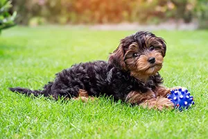 teddy bear dog with puppy cut