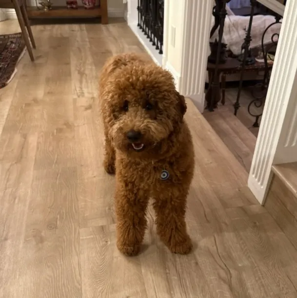 Teddy Bear Poodle puppy looking at the camera.