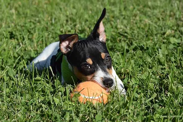 Teddy Roosevelt Terrier puppy enjoying a safe chew ball on green grass, demonstrating appropriate chewing behavior.