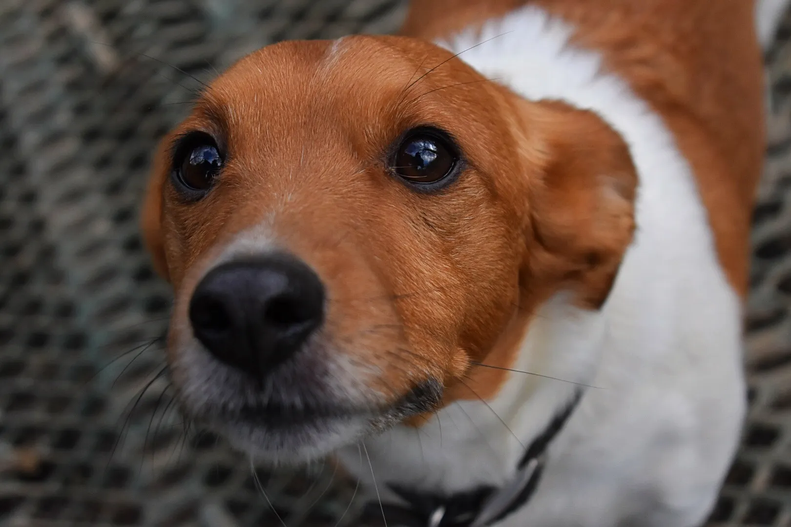 Thalia, a Daily Dog Digs staff member, working with Quinn to build his confidence with other pups
